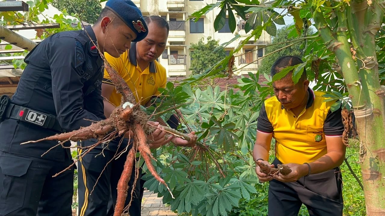 Brimob Polda Metro Jaya Panen Hasil Program Ketahanan Pangan